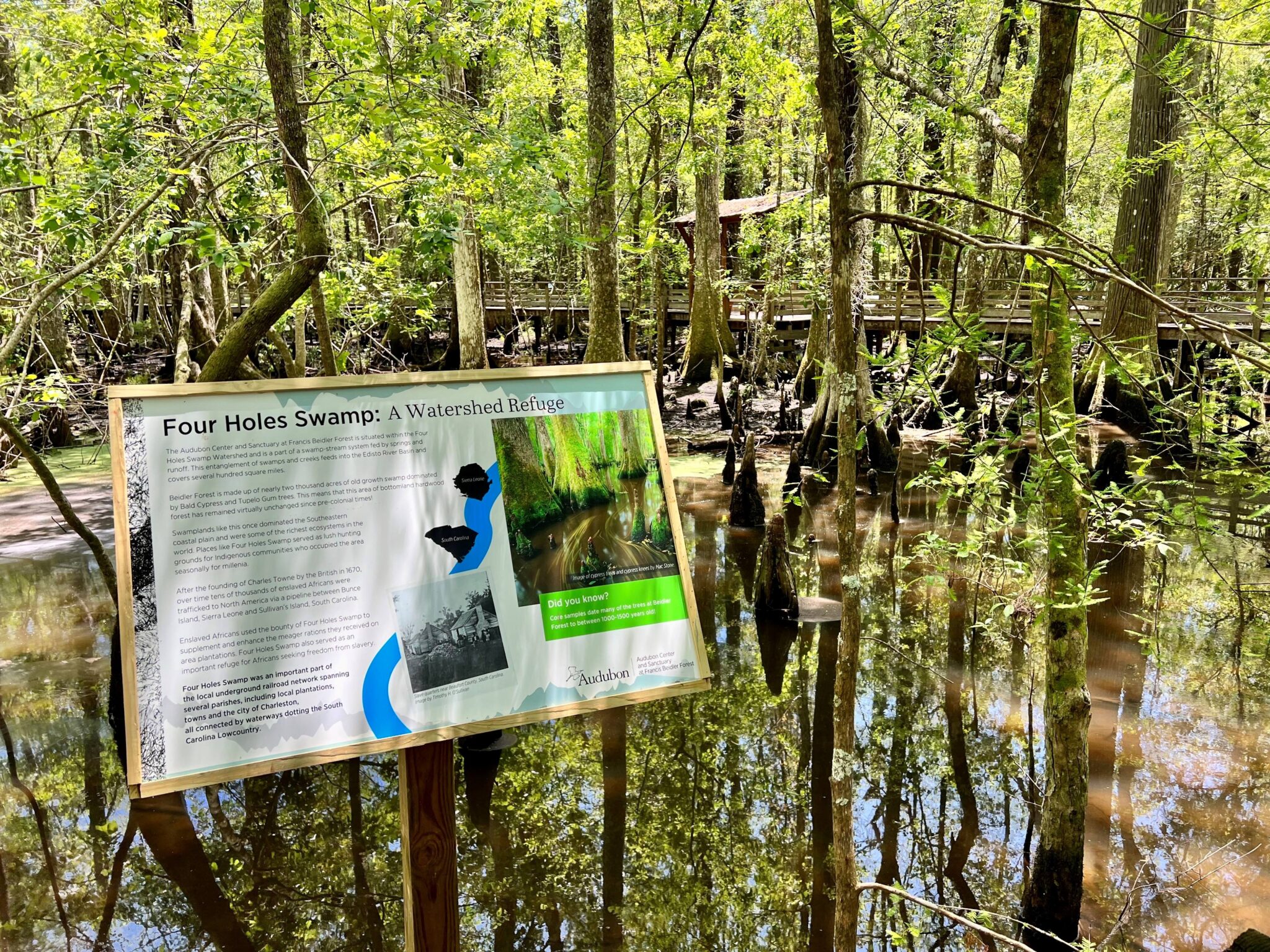 SC utility seeks to upgrade powerline through rare cypress-tupelo swamp SC utility seeks to upgrade powerline through ancient cypress forest