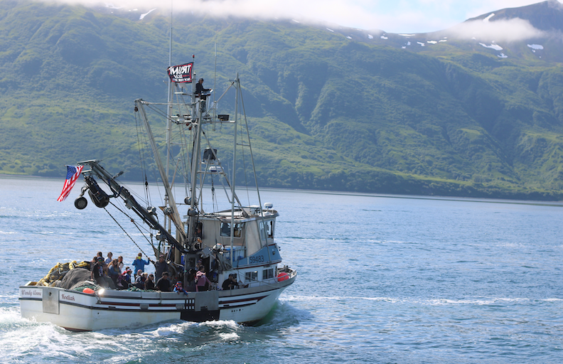 ‘Huge disaster’: Historically weak pink salmon runs strain Alaska’s seine fishermen A seiner motors during a Fourth of July celebration in the Sugpiaq village of Old Harbor, on Kodiak Island. (Photo by Nathaniel Herz/Northern Journal)