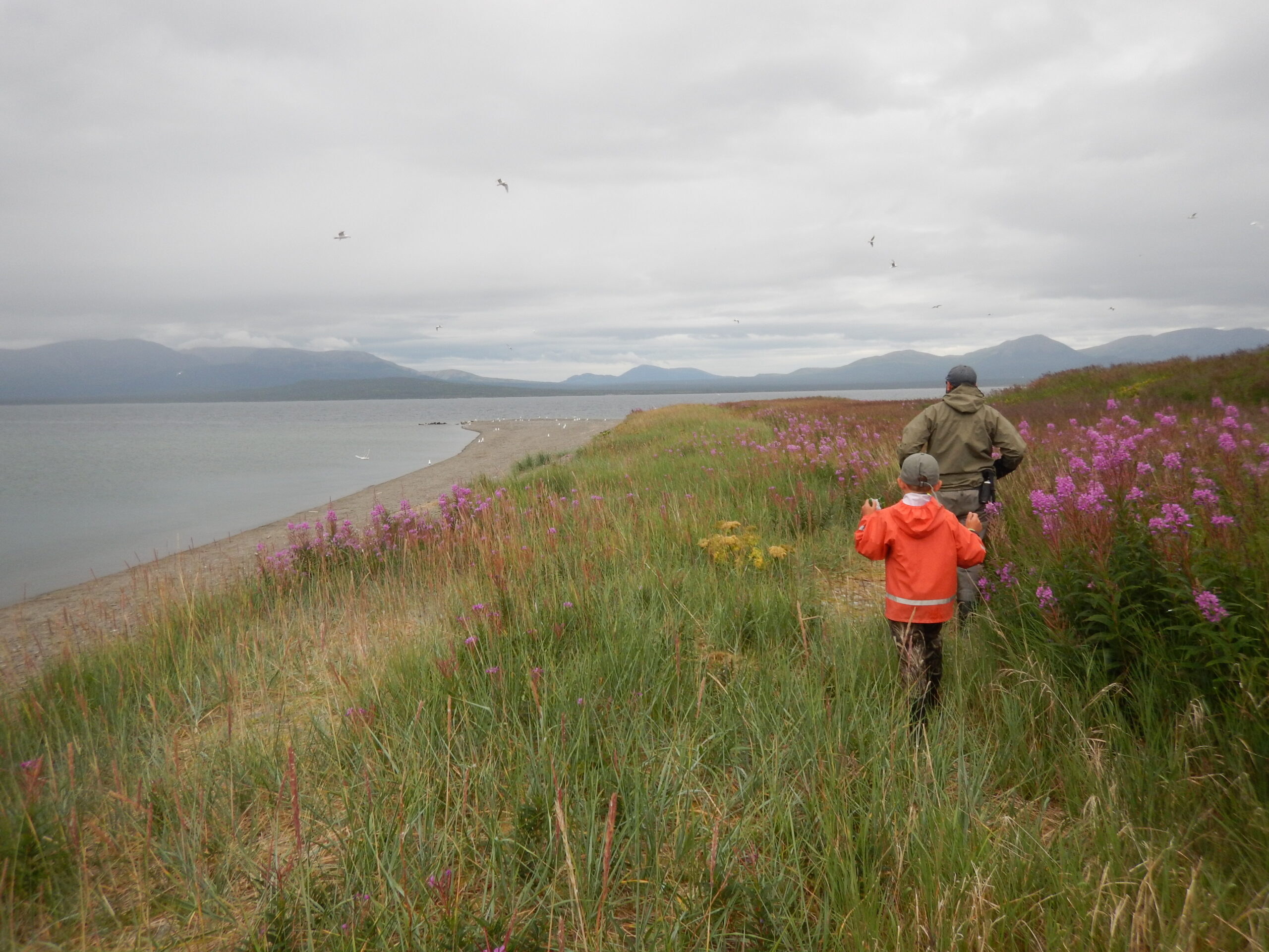 Freshwater seals in Alaska’s biggest lake are genetically different from saltwater seals University of Alaska Fairbanks fisheries scientist Peter Westley walks with his son, Finn Hauser-Westley, in August of 2015 on an Iliamna Lake site called Seal Island. Finn came to the lake in the summers of 2015 and 2017 with his father, who was doing fishery research, and his mother, Donna Hauser of UAF, who was doing seal research. (Photo by Donna Hauser/University of Alaska Fairbanks)