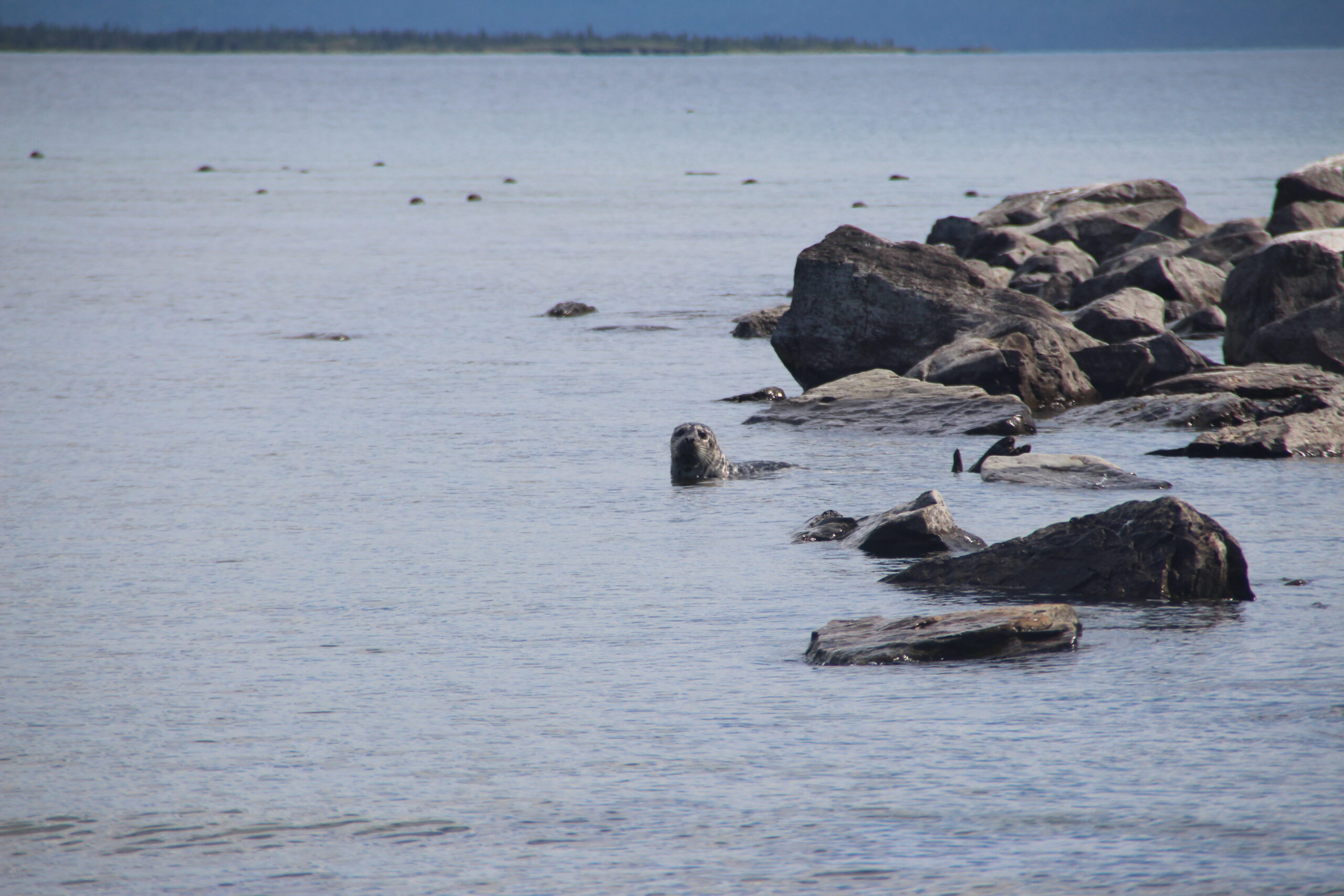 Freshwater seals in Alaska’s biggest lake are genetically different from saltwater seals A harbor seal bobs in Iliamna Lake in 2015. The lake's seals, which stay in freshwater year-round, are genetically different from harbor seals in saltwater. Research was conducted under NOAA Permit #15126-03.(Photo by Donna Hauser/University of Alaska Fairbanks)