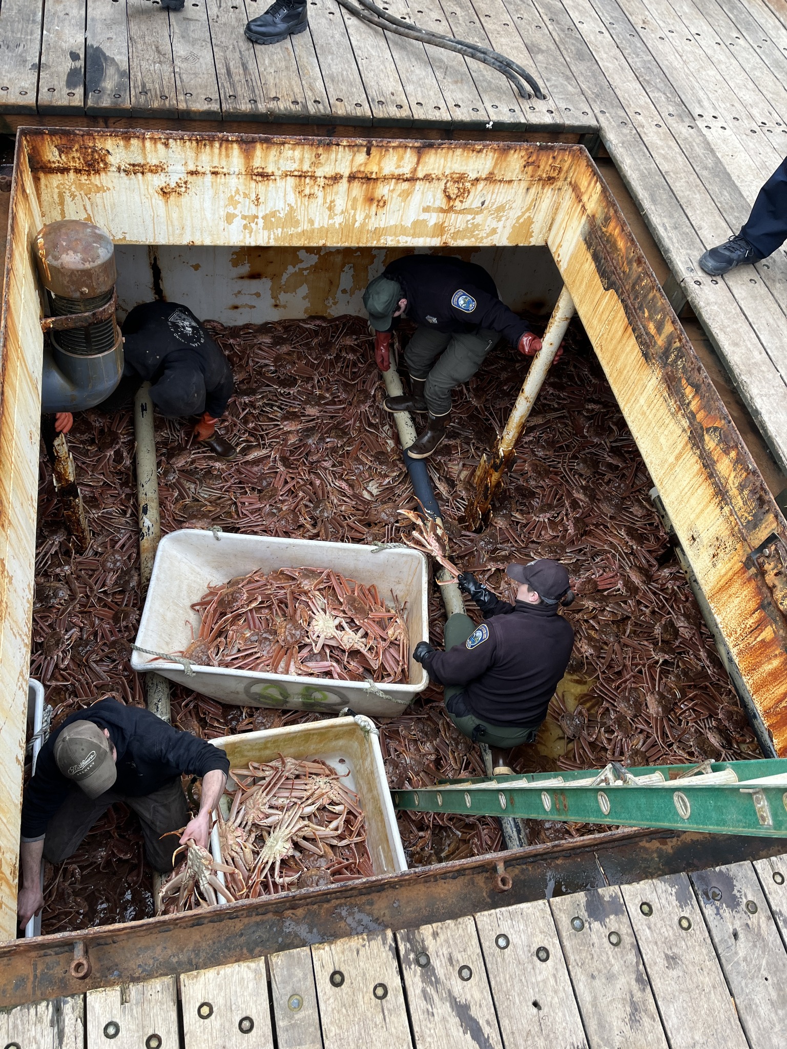 Kodiak man sentenced to one year in prison over illegal transport of Alaska crab to Washington Law enforcement officers examine a load of Alaska crab, much of it infested with Bitter Crab Syndrome, after it arrived in Washington state in 2024. (Photo provided by the Washington Department of Fish and Wildlife Police)