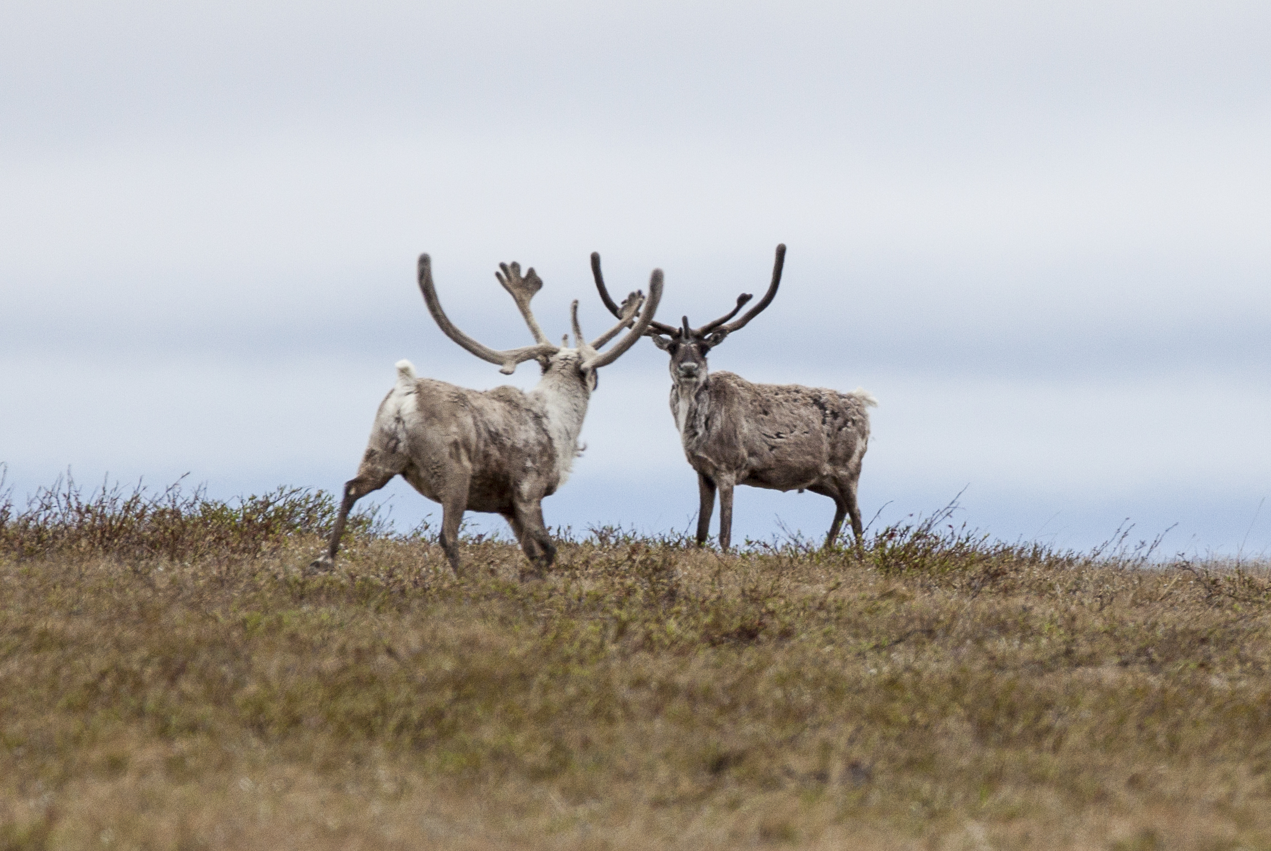 Trump administration revives plan to open most of Arctic Alaska land unit to oil development One caribou in the Teshekpuk herd approaches another on June 27, 2014. The herd, which spends the entire year on the North Slope, uses land adjacent to Teshekpuk Lake. (Photo by Bob Wick/U.S. Bureau of Land Management)