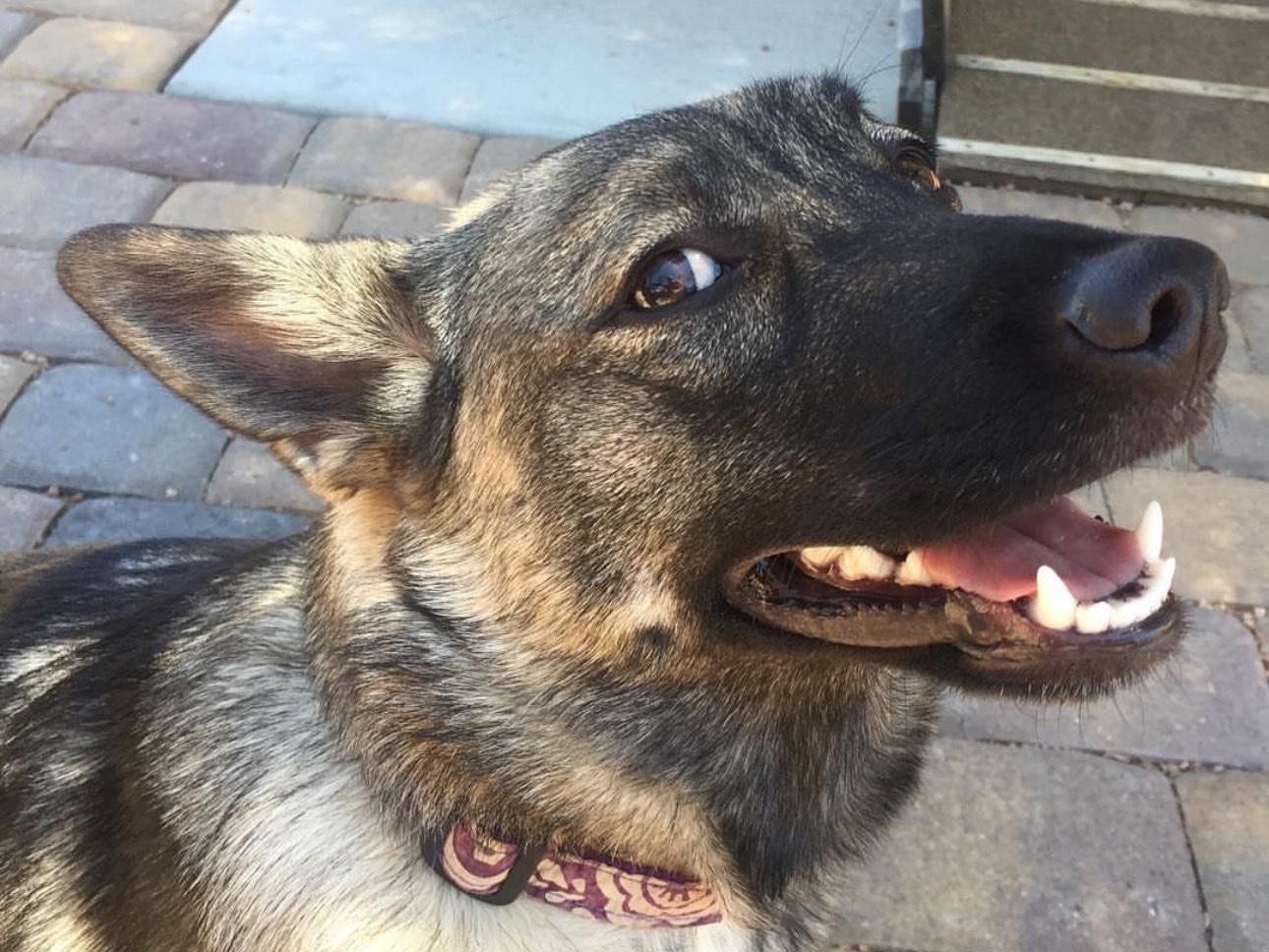 When vets kill pets, Arizona’s oversight system looks the other way, distraught owners say When vets kill pets, Arizona’s oversight system looks the other way, distraught owners say