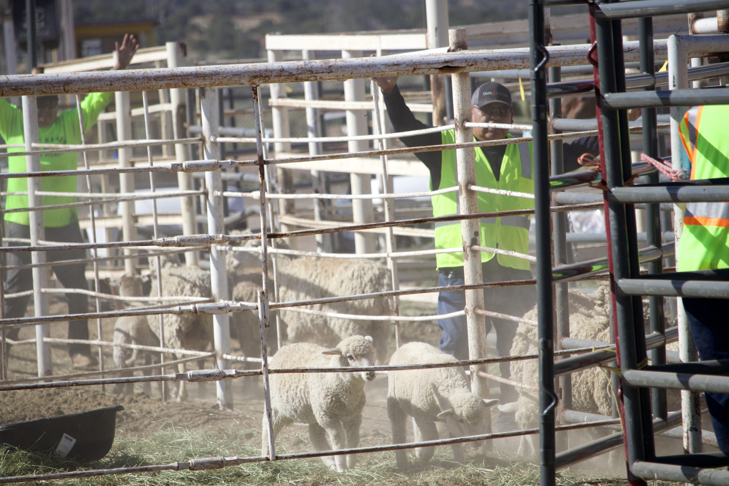 ‘Part of our culture’: Navajo Nation’s Oak Ridge Fire response includes livestock ‘Part of our culture’: Navajo Nation’s Oak Ridge Fire response includes livestock