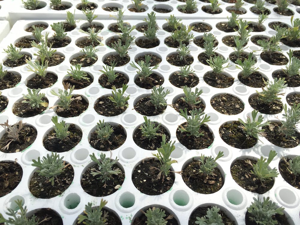Native seed shortage slowing land restoration, crucial for tackling climate change and extinctions Dozens of small potted seedlings sprouting in large trays.