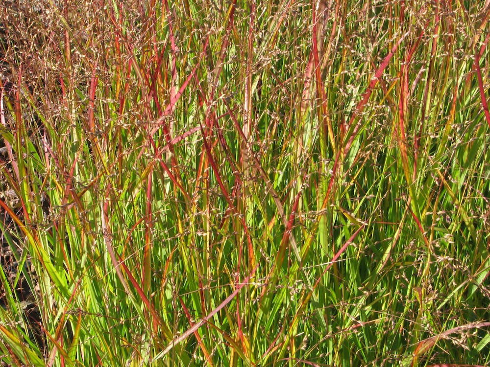 Native seed shortage slowing land restoration, crucial for tackling climate change and extinctions Dense tall switchgrass plot with some leaves turning red.