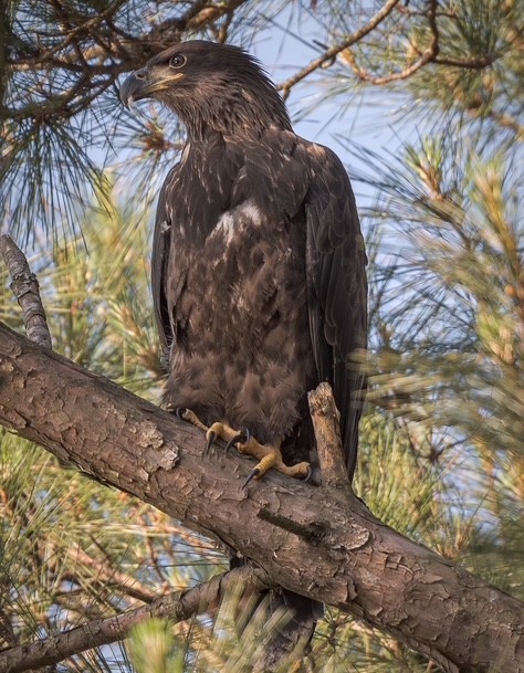 Georgia’s bald eagle population takes flight as rebound continues years after near extinction Georgia’s bald eagle population takes flight as rebound continues years after near extinction