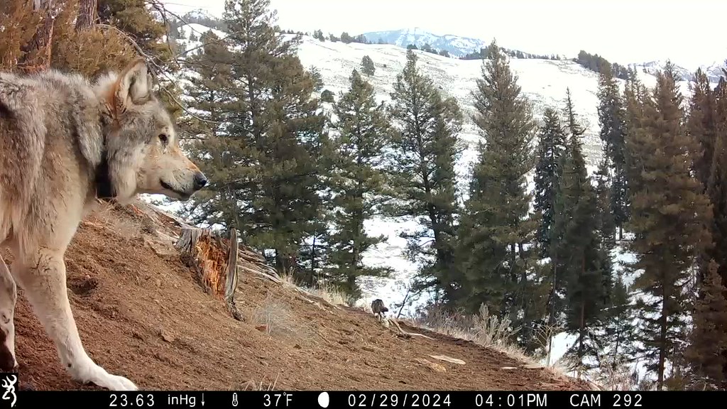 Fixing Yellowstone: How an intact ecosystem set the stage for a wolf queen’s long reign 907F Trail Camera Footage