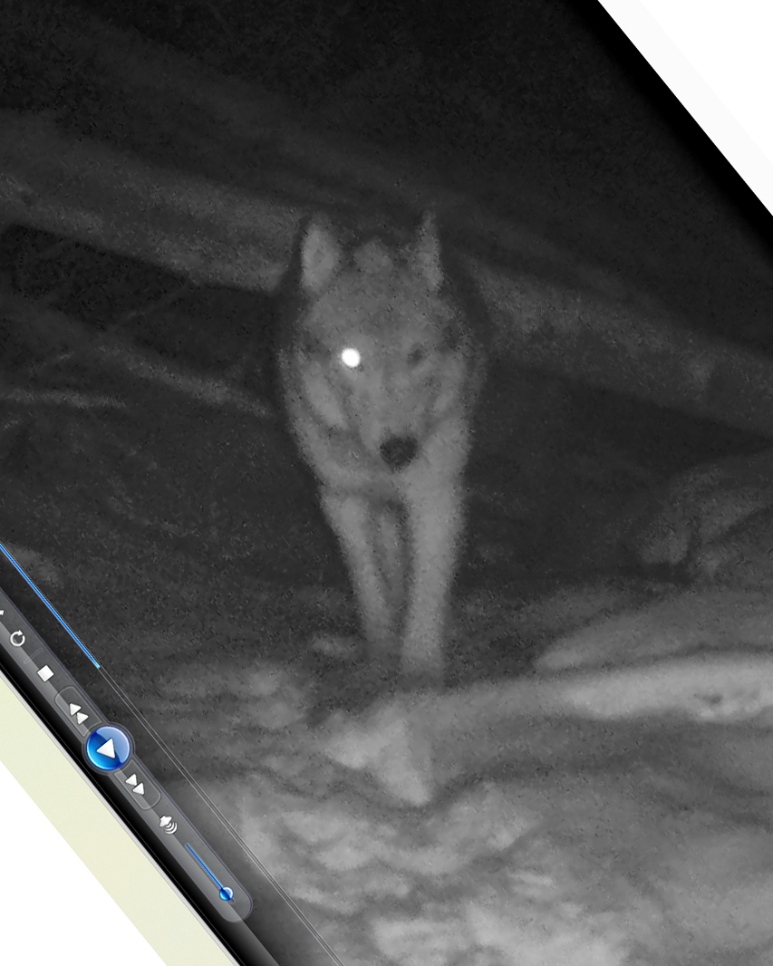 Fixing Yellowstone: How an intact ecosystem set the stage for a wolf queen’s long reign Yellowstone 907F