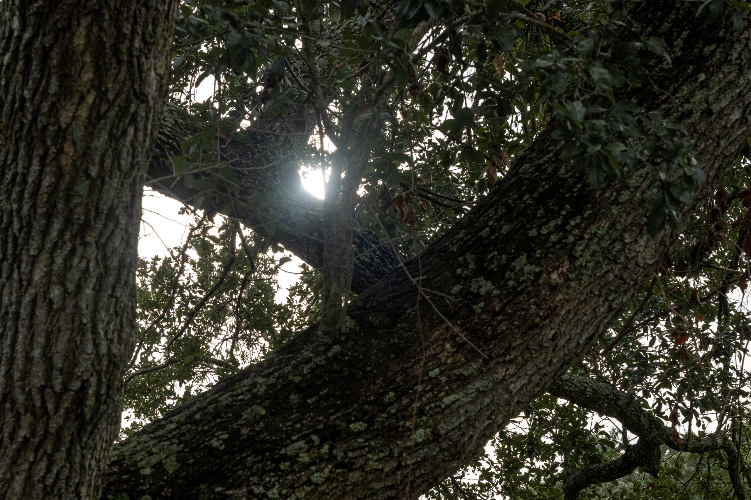 In Louisiana, little stands in the way of taking down trees for development A sprawling live oak stands in green space at the corner of West Claude and Ernest streets in Lake Charles