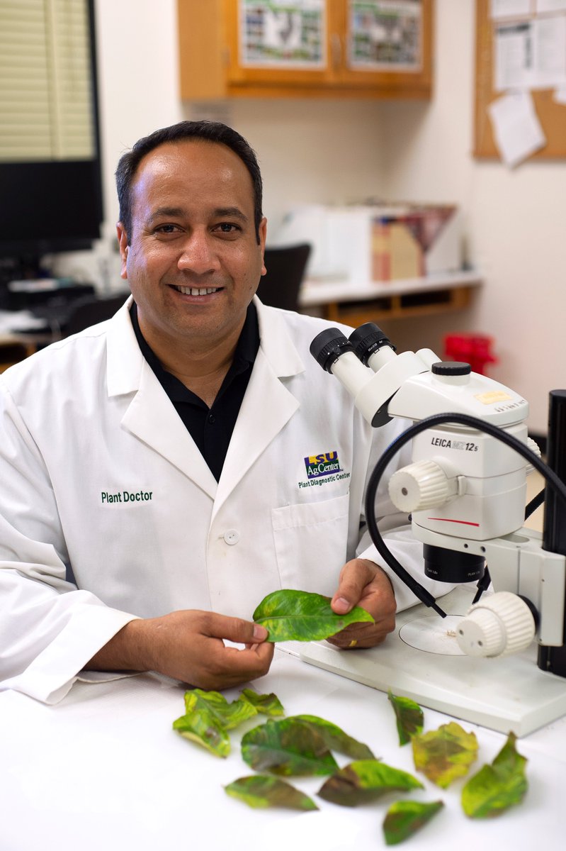 LSU’s ‘Plant Doctor’ works around the clock to heal Louisiana farms A man in a white lab coat poses with a microscope and leaves