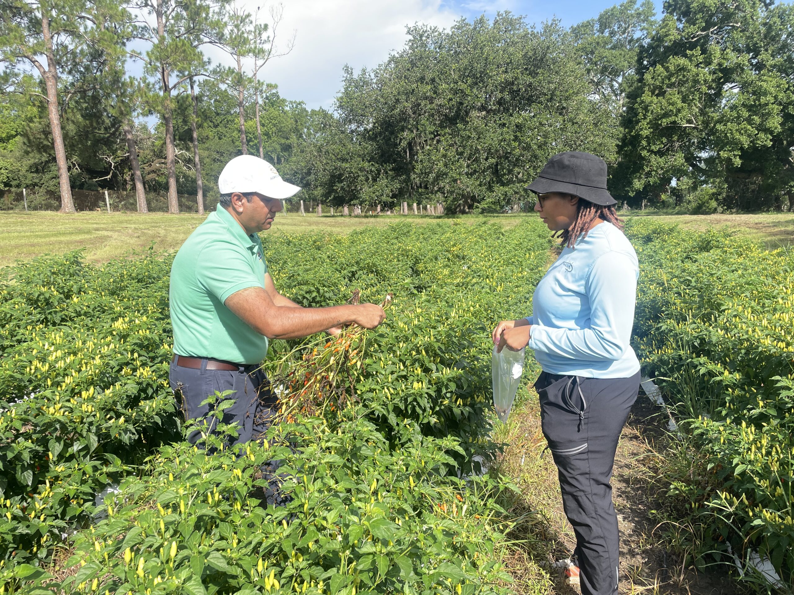 LSU’s ‘Plant Doctor’ works around the clock to heal Louisiana farms Two people stand in a pepper field