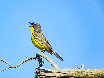 Environmentalists celebrate stricter protections for Kirtland’s warblers in Ogemaw pipeline permit Environmentalists celebrate stricter protections for Kirtland’s warblers in Ogemaw pipeline permit