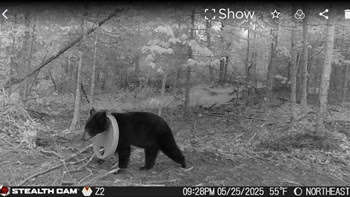 After spending two years with a plastic lid around its neck, a young black bear is finally free After spending two years with a plastic lid around its neck, a young black bear is finally free