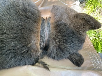 After spending two years with a plastic lid around its neck, a young black bear is finally free After spending two years with a plastic lid around its neck, a young black bear is finally free