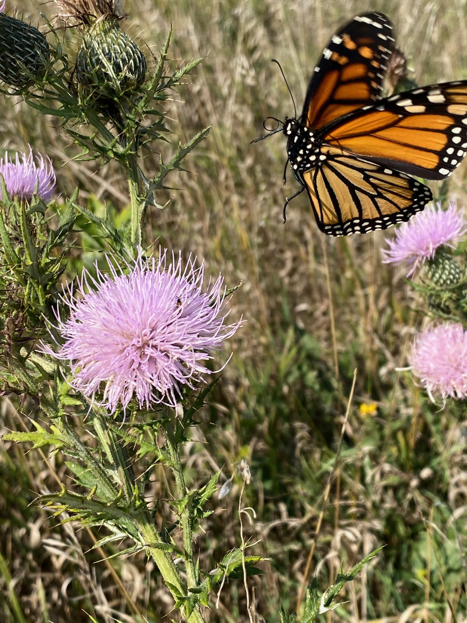Book excerpt: “Sea of Grass: The Conquest, Ruin, and Redemption of Nature on the American Prairie” Book excerpt: ‘Sea of Grass: The Conquest, Ruin, and Redemption of Nature on the American Prairie’