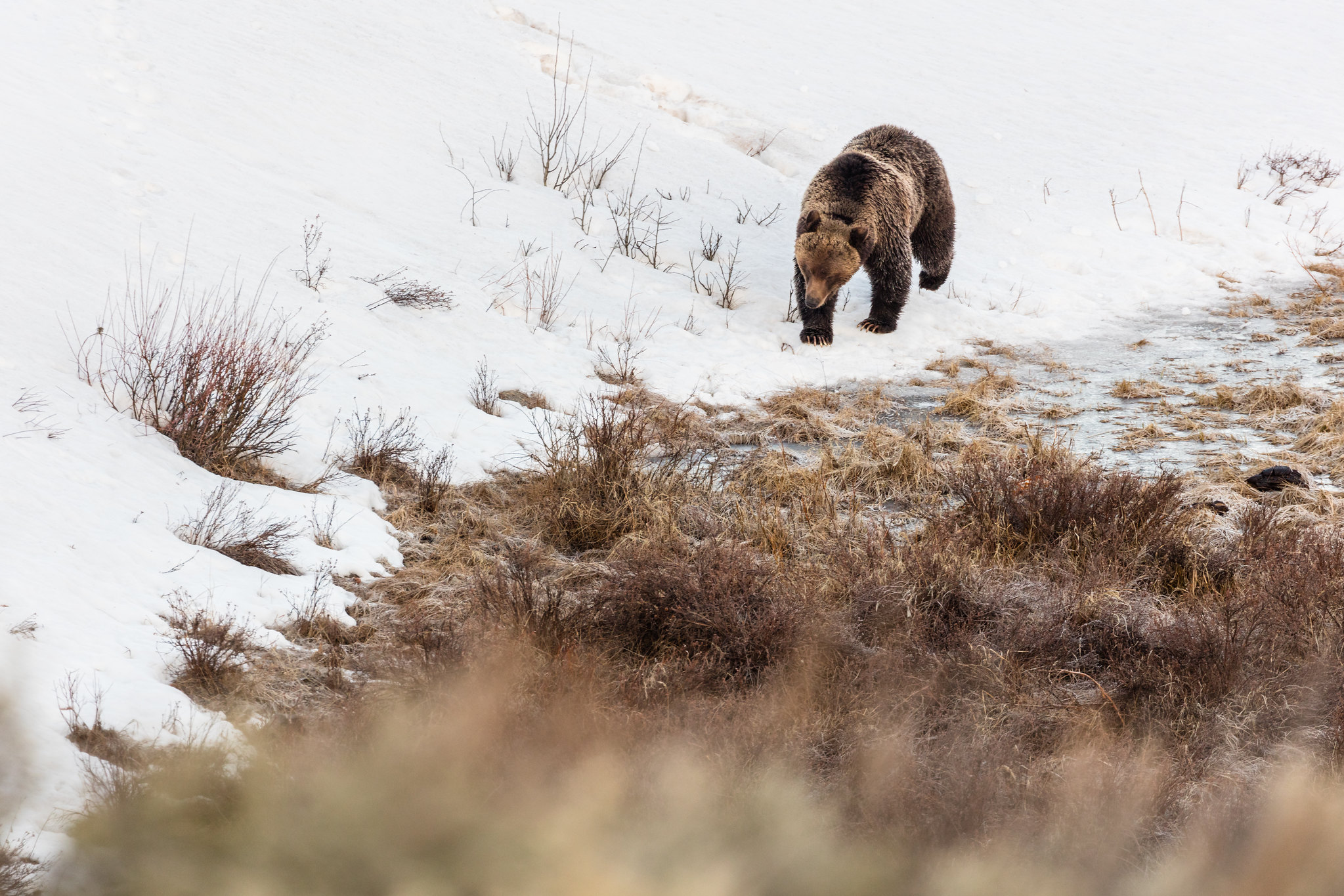 Group petitions Fish and Wildlife Service to revise grizzly recovery plan based on new report Group petitions Fish and Wildlife Service to revise grizzly recovery plan based on new report