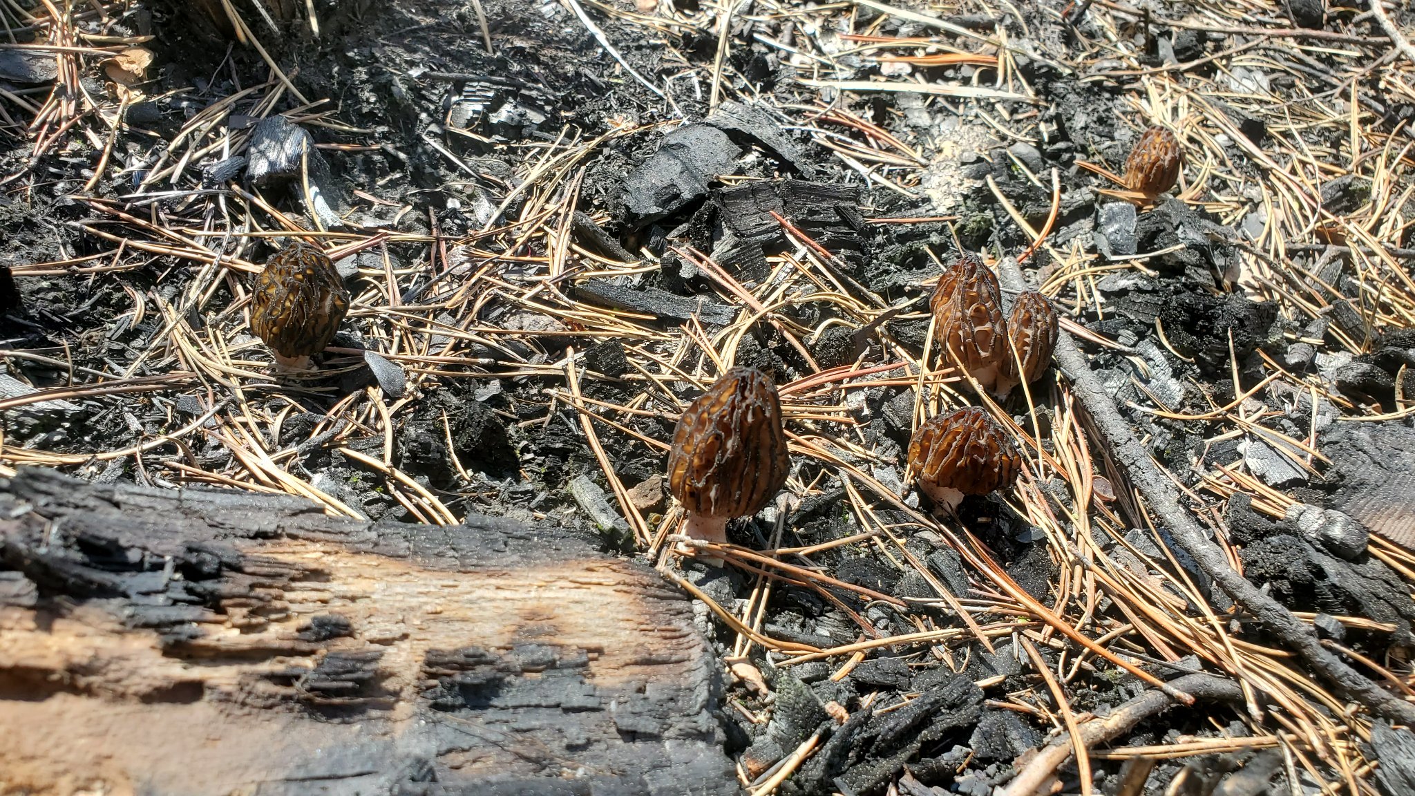 Mushrooms, especially wild harvested ones, can be dangerous. Know the risks. Mushrooms, especially wild harvested ones, can be dangerous. Know the risks.