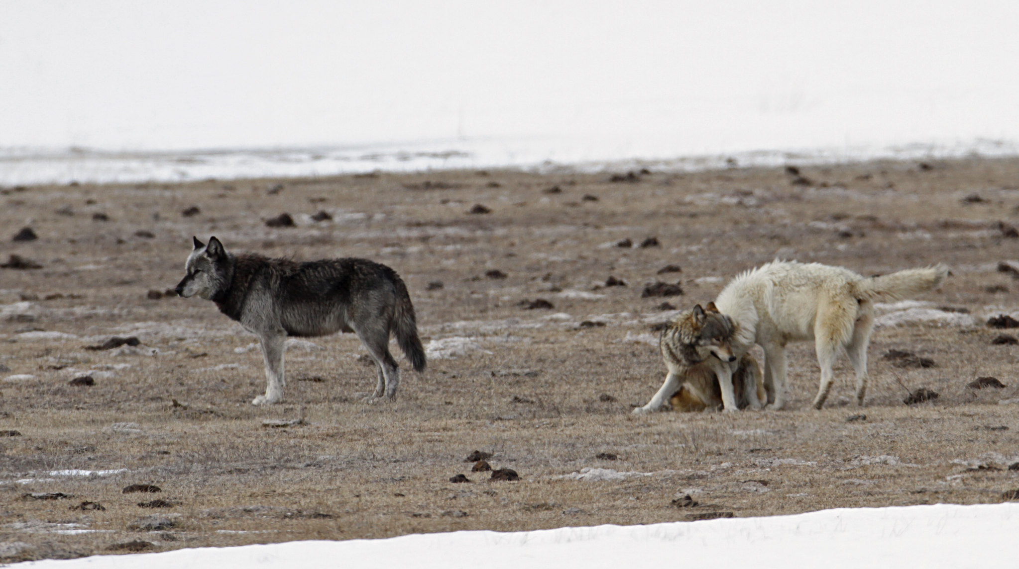 Commission sets wolf hunting regulations, quotas for season; units tweaked near Yellowstone Canyon wolf pack in Lower Geyser Basin; Jim Peaco; February 2015. (Image courtesy Yellowstone National Park, NPS)