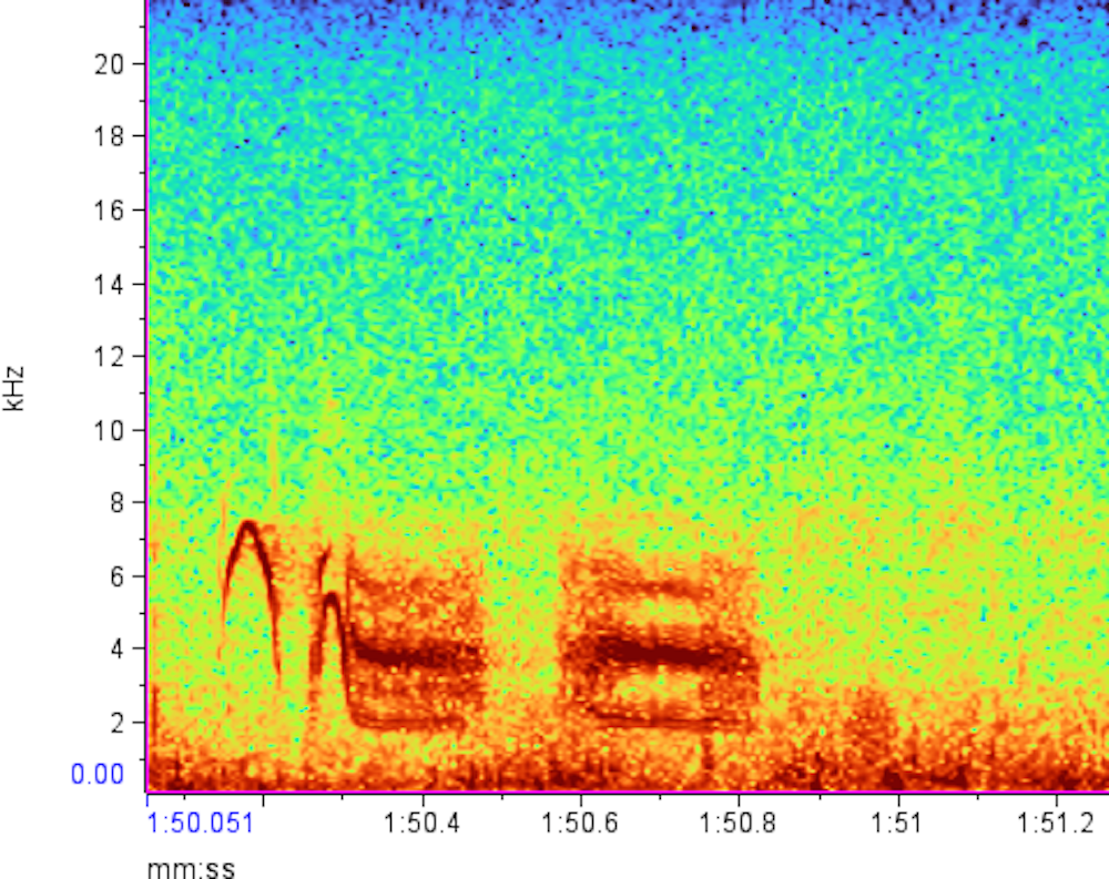 Mountain chickadee chatter: Scientists are decoding the songbird’s complex calls red outlines against a rainbow colored background show the variation of a call over time