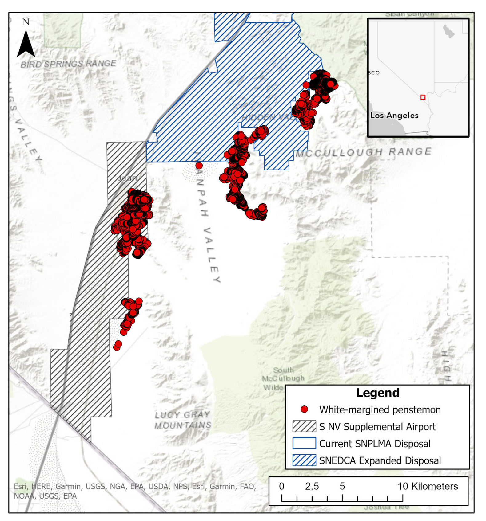 ‘A very political little wildflower’ in danger of extinction in Southern Nevada ‘A very political little wildflower’ in danger of extinction in Southern Nevada