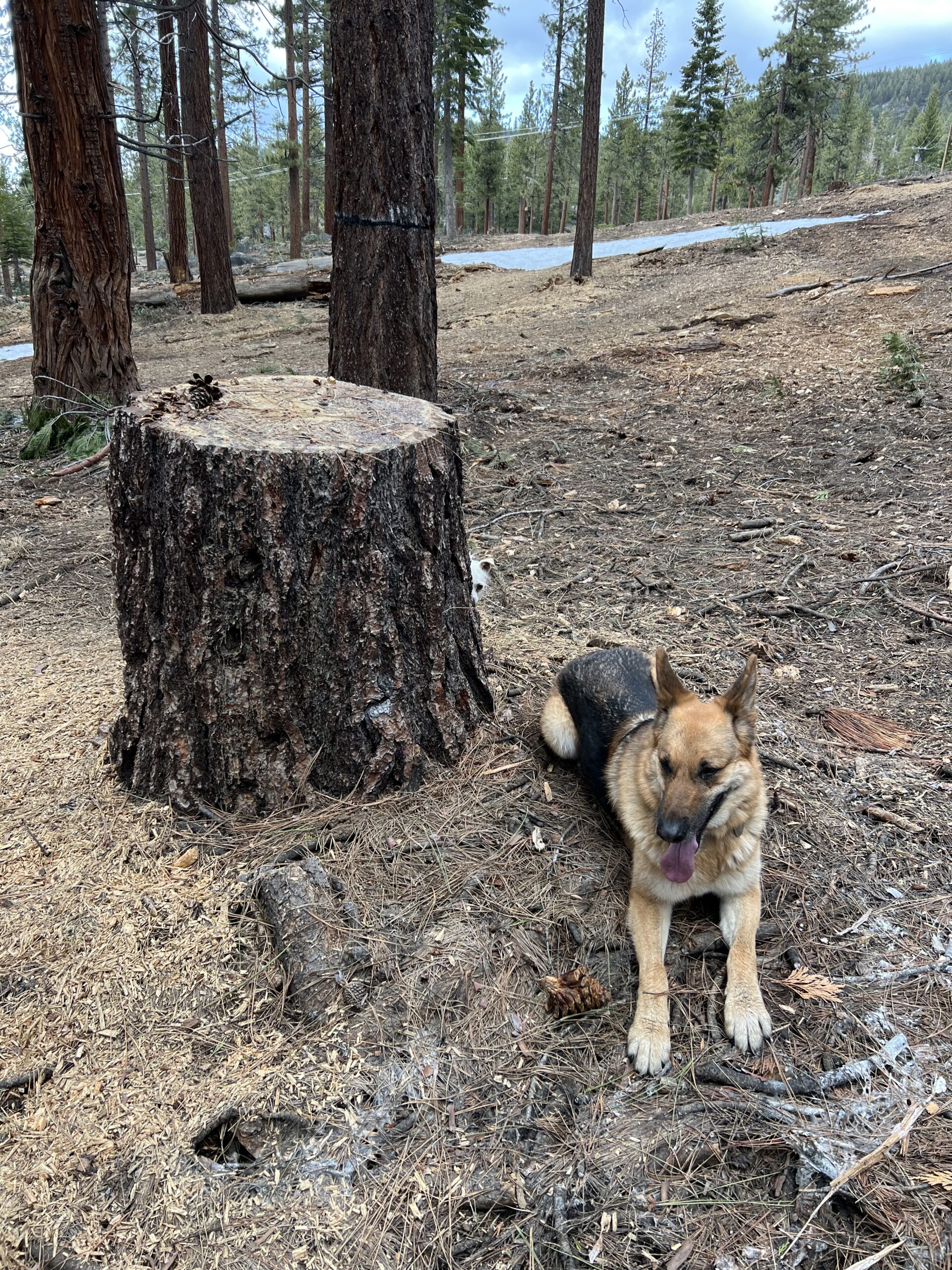 Tahoe homeowner ‘blindsided’ by settlement with NV Energy Tahoe homeowner ‘blindsided’ by settlement with NV Energy