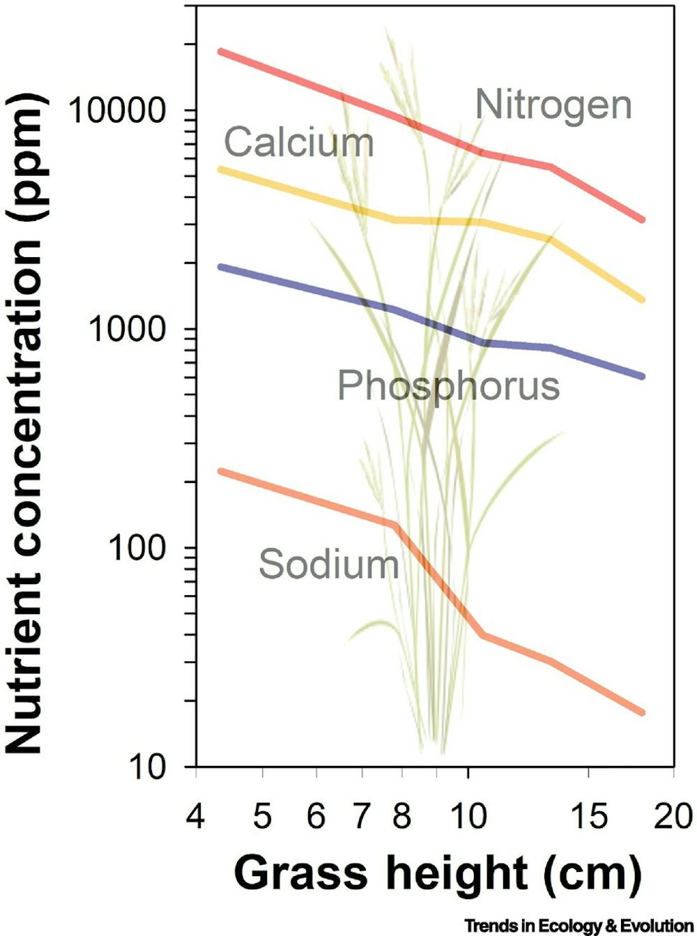 Climate change is making plants less nutritious − that could already be hurting animals that graze Image showing levels of nitrogen, calcium, phosphorus and sodiun in range grass falling with growth.
