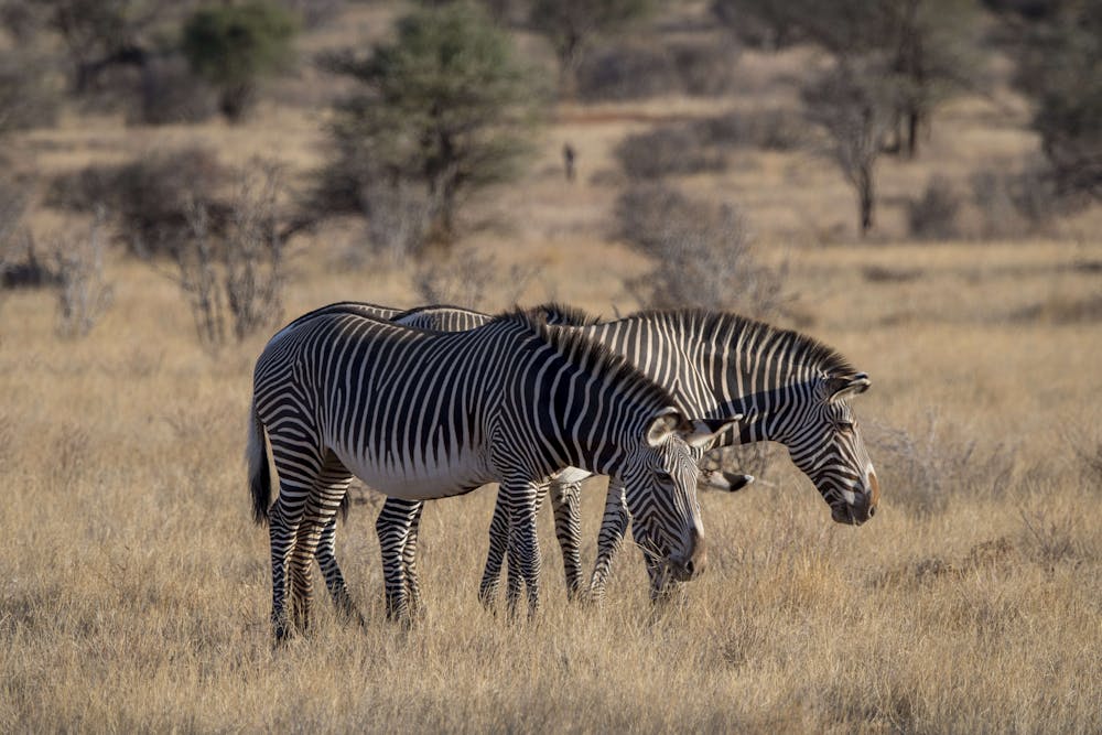 Climate change is making plants less nutritious − that could already be hurting animals that graze Two zebras graze on a dry savannah.