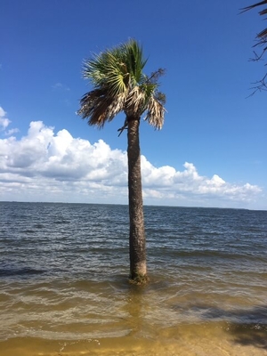 Climate change makes Florida ‘rain-bombs’ more common
