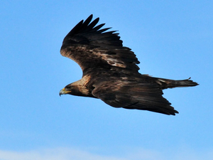 A golden eagle soars over the Seedskadee National Wildlife Refuge in 2014. (Tom Koerner/U.S. Fish and Wildlife Service)