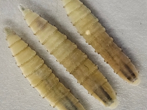 Close of three New World screwworm larvae
