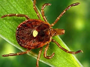 A lone star tick, which is a very aggressive tick that bites humans. A circular rash sometimes follows the bite. (Photo courtesy Centers for Disease Control and Prevention)