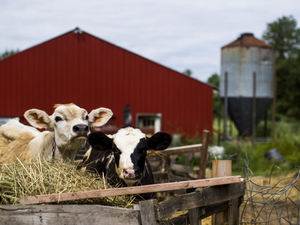 Maine awards $3 million for research to mitigate PFAS impact on farms