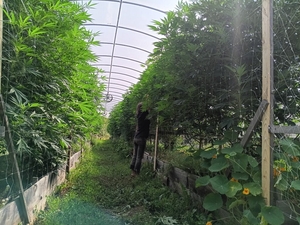 Maine debates the best method to test, track medical cannabis products