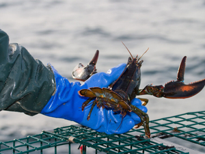 Canada excludes seafood from tariffs, sparing Maine’s lobster industry