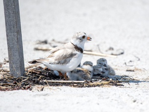 Piping plovers set yet another record for number of breeding pairs