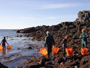 A battle brews over Maine’s salmon farms