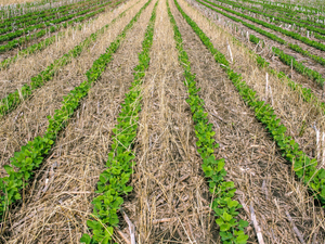 State seeks federal aid for farmers for ‘catastrophic damage’ to crops in April freeze