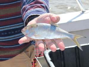 Bipartisan group of Maryland legislators call for menhaden harvest reductions
