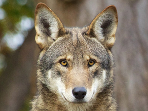 Endangered red wolves rebound in NC with four litters of pups born this year
