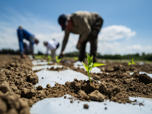 As summer heat waves intensify, North Carolina advocates push for farmworker protection