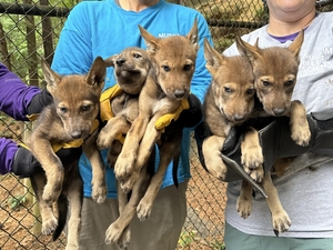 Ten endangered red wolves exchanged between NC and NY in conservation effort