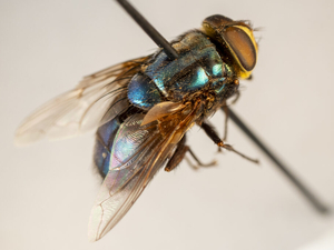 Flesh-eating screwworms head for American livestock