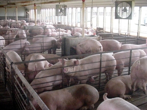 Animal welfare rules might be rolled back by Congress