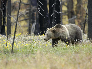 Trump administration says developers, loggers can kill endangered species