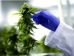 Pending federal hemp ban already hurting Florida businesses