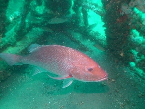 Red snapper fish fight highlights Florida governor’s disdain for science
