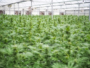 Hemp entrepreneurs in Florida receive a reprieve  — at least for another month