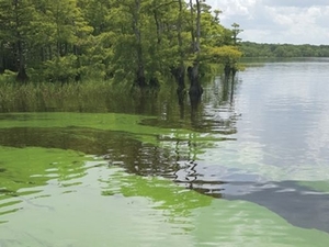 Florida’s experience with toxic algae blooms can help clear up Reflecting Pool mess