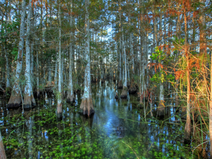 Congress tries end-run around Florida court decision protecting wetlands